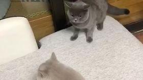 女猫在线观看,女猫在线直播,萌态百出引网友热议  第1张 女猫在线观看,女猫在线直播,萌态百出引网友热议  第1张